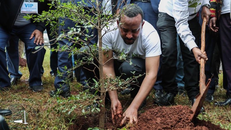 Fotografija: Pogozdovanje je del iniciative Zelena zapuščina predsednika vlade Abija Ahmeda. FOTO: Twitter kabineta etiopskega predsednika vlade