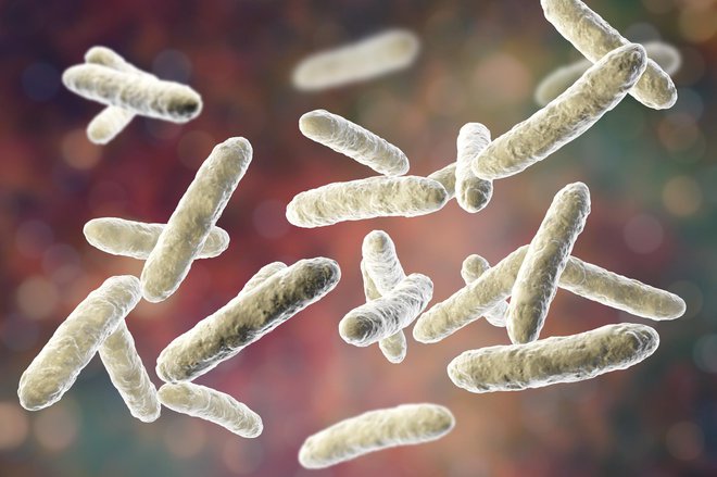 K vzpostavitvi normalne črevesne flore pripomorejo probiotiki. Foto: Getty Images/istockphoto