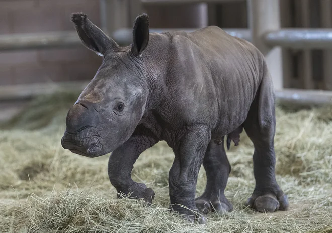Nosorogec, skoten v živalskem vrtu v San Diegu, daje upanje. FOTO: Ken Bohn/San Diego Zoo Safari Park, AFP