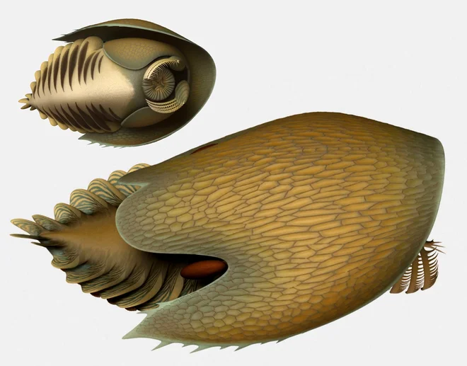 Cambroraster falcatus je živel pred 506 milijoni let. FOTO: Lars Fields/Royal Ontario Museum/Reuters