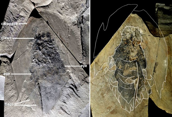 Izjemno dobro ohranjen fosil Cambroraster falcatus. FOTO: Jean-Bernard Caron/Royal Ontario Museum/Reuters
