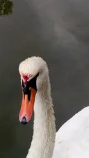 image_alt