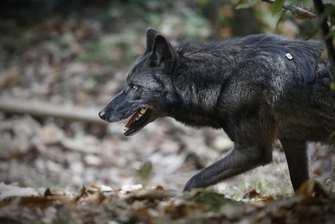V državi je po ocenah okoli sto volkov. FOTO: Blaž Samec/Delo