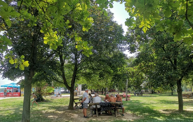 Prijetna senca v velikanskem parku ob jezeru, tudi ekološko zavetišče za rastline in živali. Foto Milena Zupanič