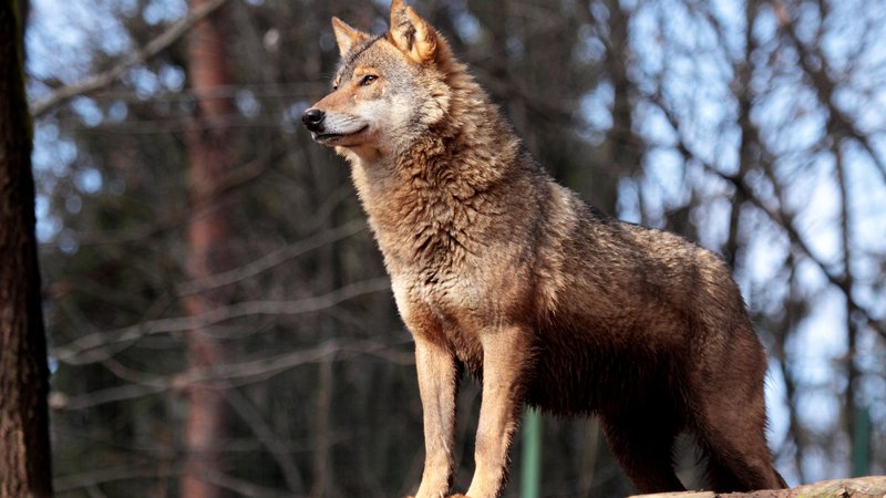 Fotografija: V državi naj bi bilo okoli sto volkov. FOTO: Miha Krofel