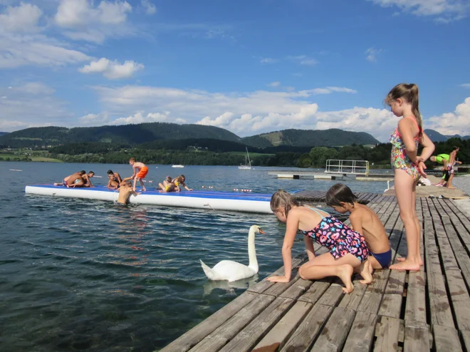 Eni med počitnicami plavajo z delfini, drugi pa z labodi. FOTO: Špela Kuralt/Delo