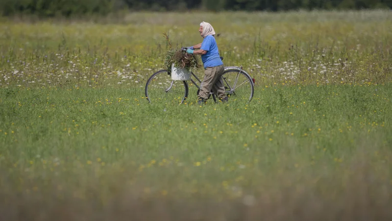 Fotografija: Z javnim razpisom bo ministrstvo za zdravje izbralo izvajalce, ki bodo nudili storitve za ohranjanje psihofizičnih sposobnosti starejših. FOTO: Leon Vidic/Delo