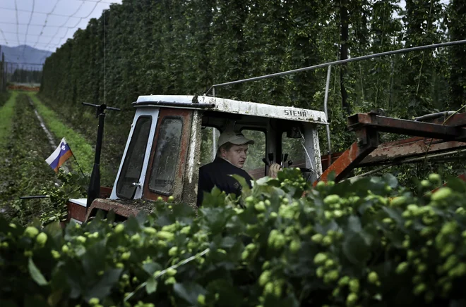 Hmeljarji morajo pri uporabi pesticidov v hmeljiščih upoštevati predpise, nabor pesticidov pa se še zmanjša zaradi zahtev kupcev iz tujine, kamor izvozimo 90 odstotkov hmelja.<br />
FOTO: Jože Suhadolnik