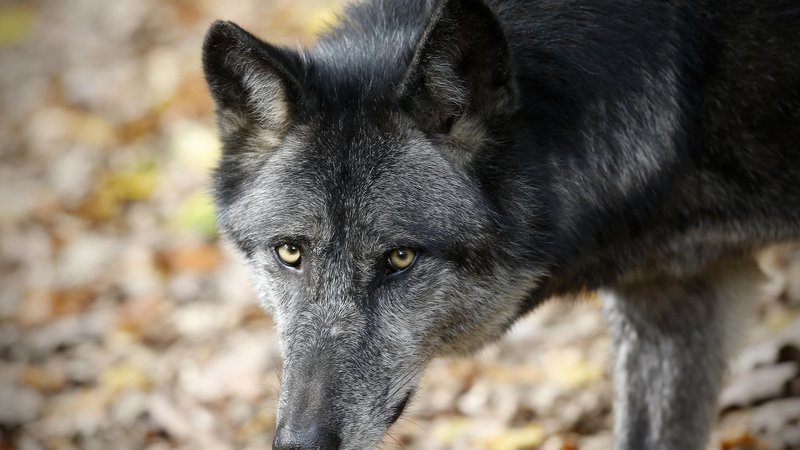 Fotografija: Po pričevanjih lovcev naj bi se na območju okoli Davče gibala vsaj dva tropa volkov, med njimi tudi samice z več mladiči. FOTO: Blaž Samec/Delo