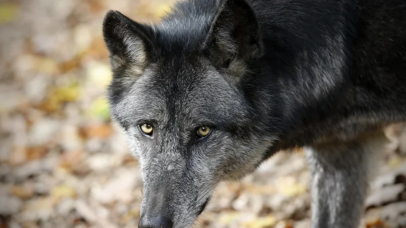 Fotografija: Po pričevanjih lovcev naj bi se na območju okoli Davče gibala vsaj dva tropa volkov, med njimi tudi samice z več mladiči. FOTO: Blaž Samec/Delo