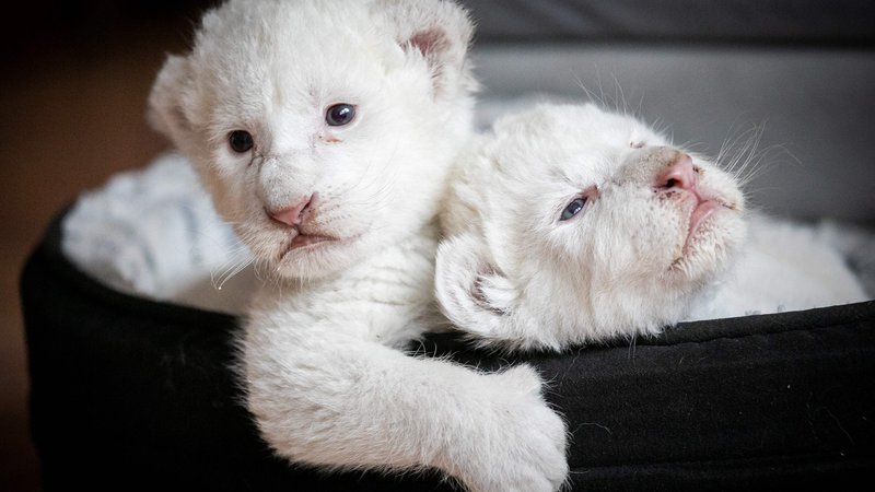 Fotografija: V živalskem vrtu francoskega mesta Mailleraye-sur-Seine si lahko po novem ogledate dva bela levja mladiča, ki so ju poimenovali Nala in Simba. Skotila sta se konec julija. FOTO: Lou Benoist/AFP