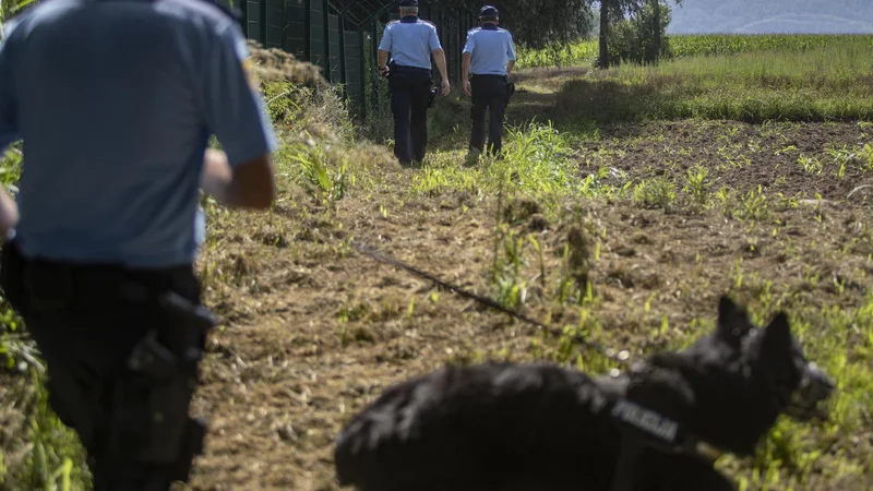 Fotografija: Službeni psi so pomembni tako pri iskanju in sledenju kot tudi med postopkom zajetja. FOTO: Voranc Vogel