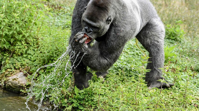 Fotografija: Pogled na gorilo med pitjem vode v belgijskem živalskem parku Pairi Daiza v Brugelettu. FOTO: Philippe Huguen/AFP