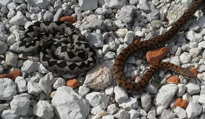 Modras (levo) in pri nas redkejši laški gad lahko sobivata. FOTO: Kačofon