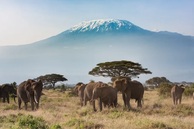 Sloni in v ozadju Kilimandžaro: razgled v Amboseliju, ki ga zlepa ne pozabiš. Foto Shutterstock
