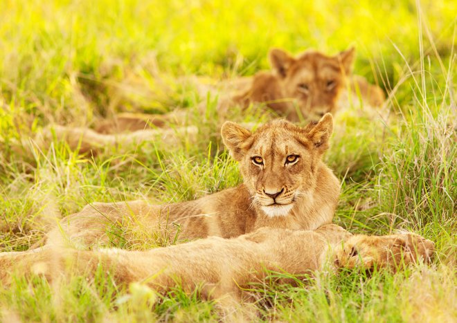 Levinje v Krugerjevem parku v Južni Afriki Foto Shutterstock