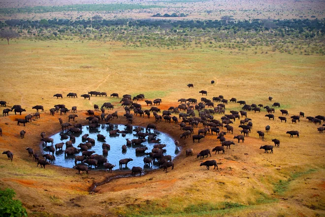 Bivoli na napajališču v Tsavu. Foto Shutterstock
