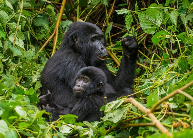 Gorila z mladičem v Bwindiju v Ugandi. Foto Shutterstock