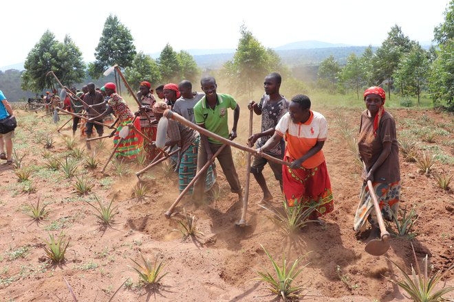 V akciji Z delom do dostojnega življenja so prispevali za ljudi, ki so obdelovali nasade ananasa v Burundiju. Foto Jana Lampe 