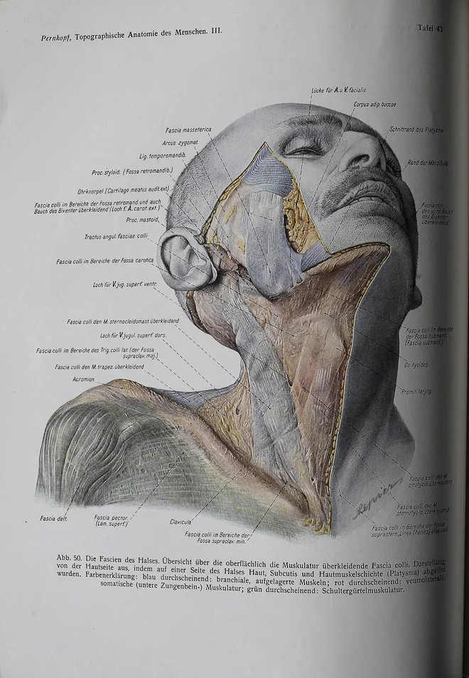 Anatomski atlas je še danes etični izziv za kirurgijo. FOTO: Blaž Samec/Delo