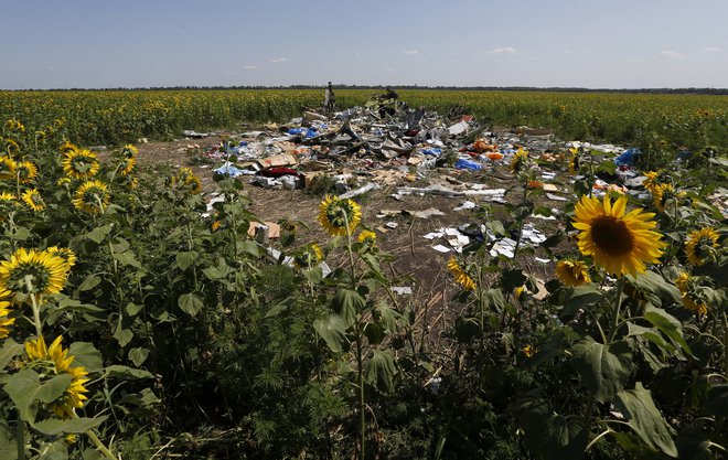 Iz semen sončnic tam na vzhodu Ukrajine so zdaj marsikje na Nizozemskem, tudi na grobovih, zrasle nove sončnice … FOTO: Reuters