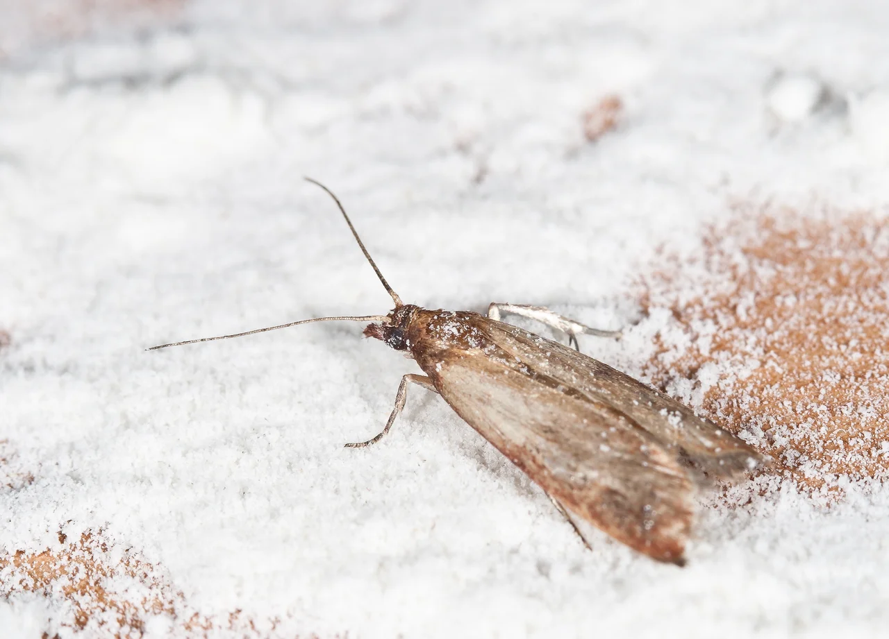 Fotografija: Z res striktno strategijo sem dobila vsaj bitko proti kuhinjskim moljem in njihovim nagravžnim zapredkom. Foto Shutterstock
