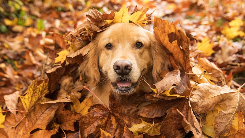 Fotografija: Na spletu mrgoli bizarnih posnetkov, glas o tem, kako si je pes priboril glavno vlogo v družini, pa se širi tudi od ust do ust.
FOTO: Shutterstock
