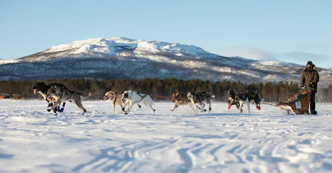 Hana s svojo pasjo vprego kot prva Slovenka na svoji prvi dirki na dolgih razdaljah, Troms Quest 2019 na Norveškem. »Vrhunska tekma, težka proga z veliko strmimi klanci gor in dol, obdržati se na sankah je prava umetnost,« je povedala. In razkrila, da si bo po tej fotografiji dala izdelati tudi tatu. FOTO: osebni arhiv Hane Urank