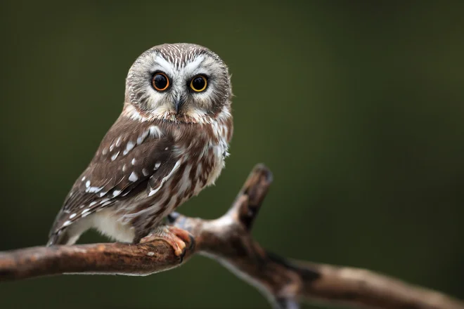 Res je, da modrost pripisujemo starejšim, kar pa ne pomeni, da so vsi starejši modri in vsi mladi nasprotje tega. FOTO: Shutterstock