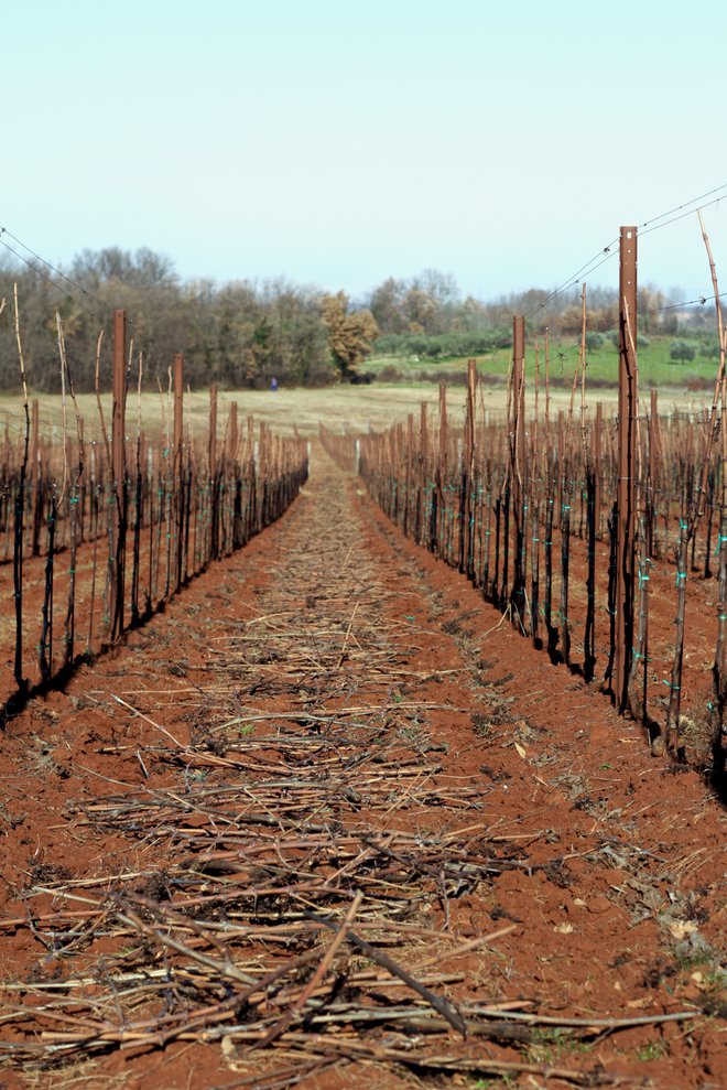 Trte rastejo na "crvenici", med štiri in pet metrov globoki zemlji, v kateri je šestdeset odstotkov gline. Foto Igor Bratož