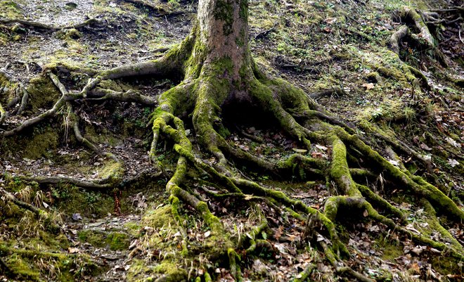 Marko Pogačnik: »Stoje ali sede si predstavljajte, da poženete korenine, podobne drevesnim, le da so bolj svetlobne narave.« Foto Roman Šipić