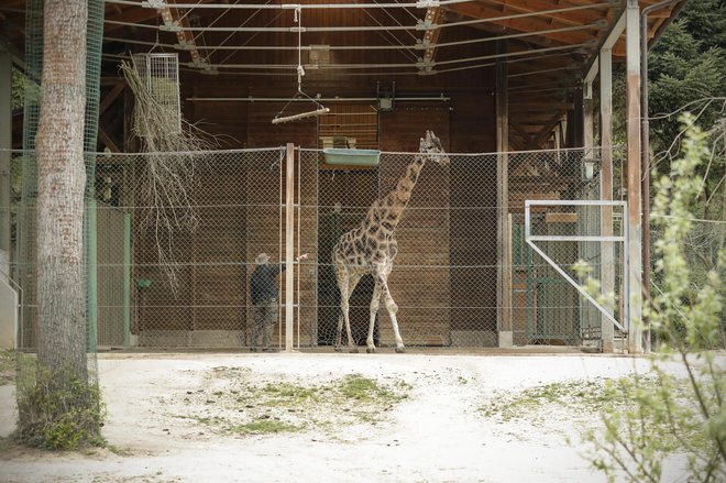 Žirafi Rastko in Cvetko sta k nam prišli že pred leti iz Češke. FOTO: Uroš Hočevar