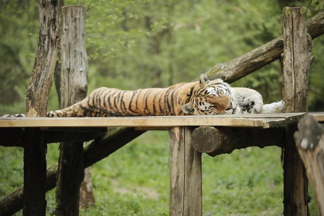 Tigra Vito (na fotografiji) in Vita sta v skupni ogradi le v času parjenja. FOTO: Uroš Hočevar