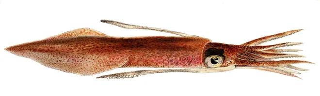 Vrsta <em>ommastrephes bartramii</em> nikakor ni značilna za Jadran, njen pojav v Jadranu pripisujejo globalnemu segrevanju. FOTO: Wikipedia