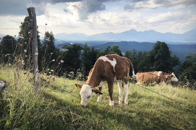 V Sloveniji je povprečno število krav na farmo manj kot 17. V tujini jih je po tisoč – gre za čisto proizvodnjo –, vsebnost maščob in beljakovin v mleku je tam nižja. FOTO: Jure Eržen