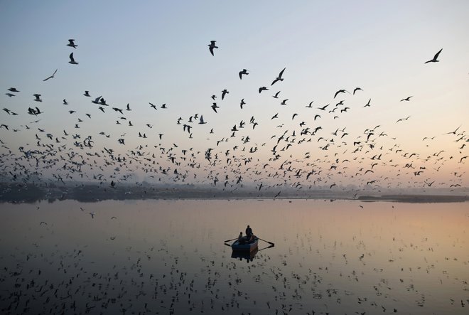 Ptice selivke imajo čut za magnetizem. FOTO: Ahmad Masood/Reuters