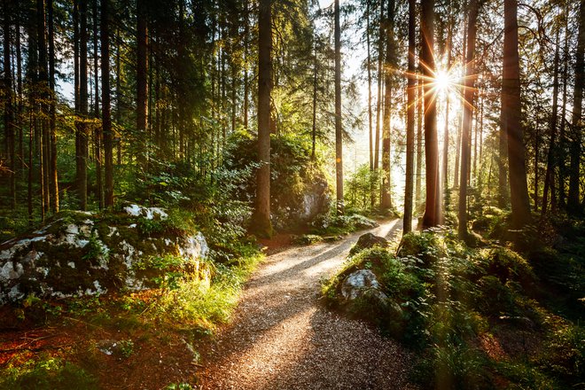 Študije na Japonskem so pokazale, da sprehodi po gozdu ali lagodno sprehajanje po zelenih površinah zmanjšujejo stresne hormone, zmanjšujejo aktivnost živčnega sistema in znižujejo krvni tlak in srčni utrip. FOTO: Shutterstock