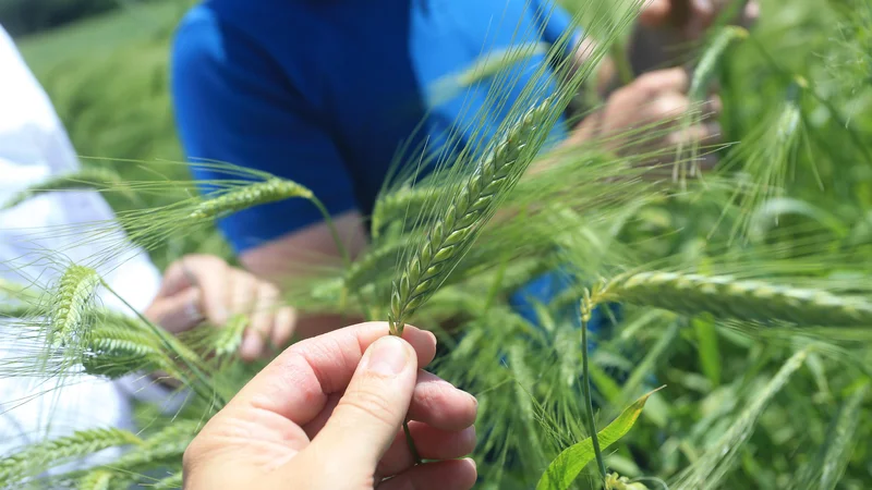 Fotografija: Za boljšo samopreskrbo je ključno, da poskrbimo za minimalno prehransko varnost prebivalstva z osnovnimi živili. FOTO: Tadej Regent/Delo