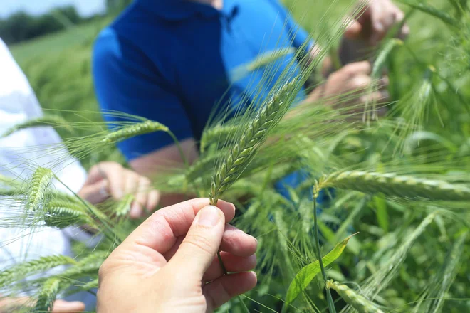 Za boljšo samopreskrbo je ključno, da poskrbimo za minimalno prehransko varnost prebivalstva z osnovnimi živili. FOTO: Tadej Regent/Delo