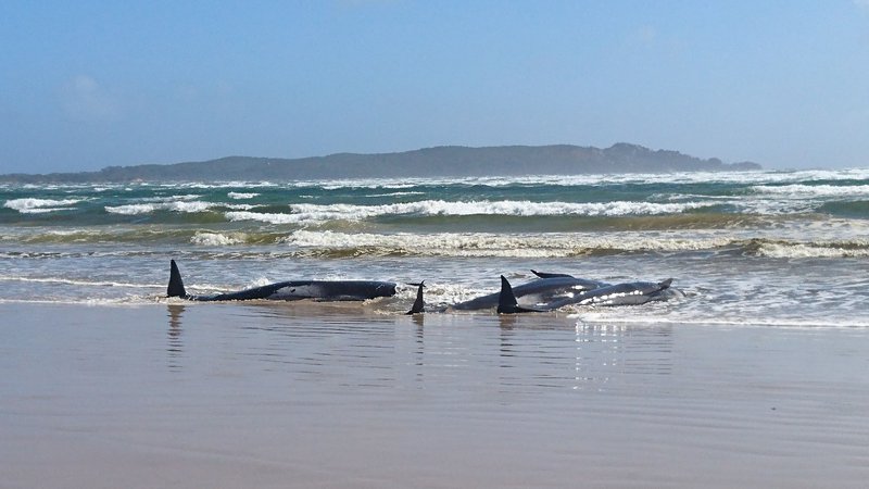 Fotografija: Tasmanska polcija je fotografirala nasedle kite, ocenjujejo, da jih je okoli 250, mnogi so že poginili. FOTO: AFP