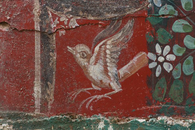 Upodobitve ptičev, verjetno slavčkov, se pojavljajo na več mestih fresk z Muzejskega trga. Freske naj bi bile na ogled prihodnje leto. FOTO: arhiv PMC