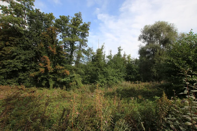 Med ukrepi projekta Natura Mura bo tudi obnova že skoraj povsem zaraščene in izsušene mrtvice Zaton v Petanjcih.