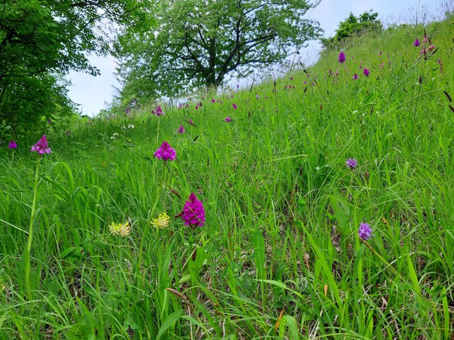 Na kvadratnem metru ekstenzivnega travišča lahko živi 80 različnih živalskih in rastlinskih vrst. Na fotografiji je travnik z orhidejami. FOTO: arhiv ZRSVN