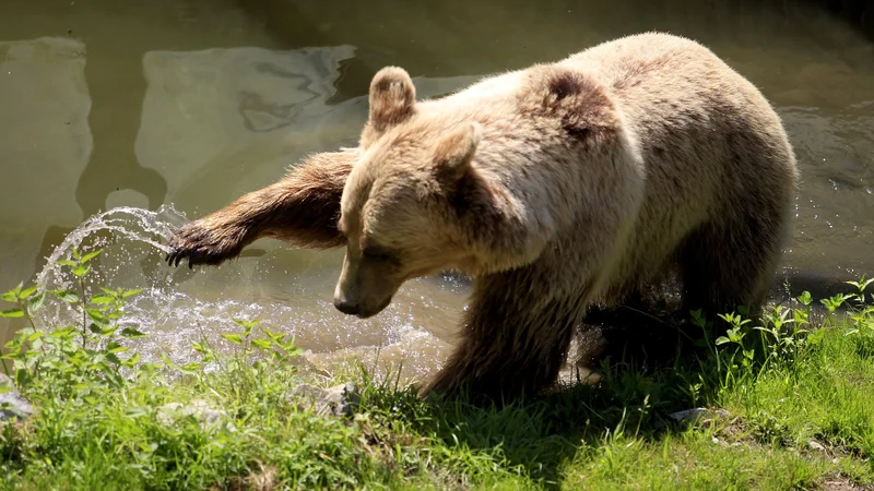 Fotografija: Medved se je proti čudu tehnologije podal z bliskovito hitrostjo in s slastjo zagrizel vanj. FOTO: Roman Šipić/Delo