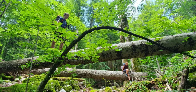 Mladi planinski podlasici trasirata pot po Kočevskem rogu. FOTO: Jakob J. Kenda