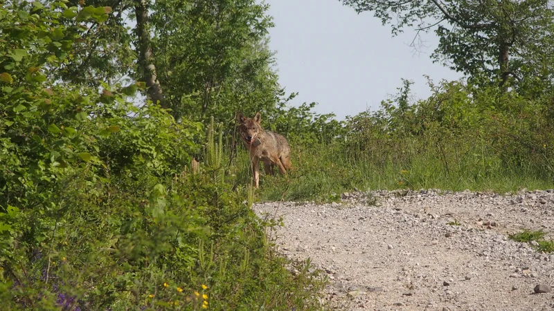 Fotografija: Na Vitinem truplu so našli veliko odprto rano na levi rami. Neuradno je bila volkulja ustreljena. FOTO: Hubert Potočnik