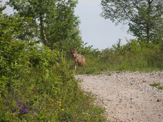 Na Vitinem truplu so našli veliko odprto rano na levi rami. Neuradno je bila volkulja ustreljena. FOTO: Hubert Potočnik