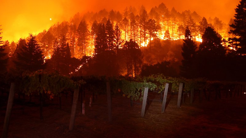 Fotografija: Požar Glass gori v hribih v bližini vinograda v St. Heleni v Kaliforniji, ki je požgal že več kot 2500 hektarov površin in uničil domove. FOTO: Justin Sullivan/AFP