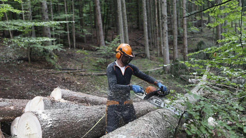 Fotografija: Učinki podnebnih sprememb že kažejo na nujnost novih ukrepov v upravljanju gozdov. Genetika je čedalje bolj uresničljiva možnost. FOTO: Blaž Samec/Delo