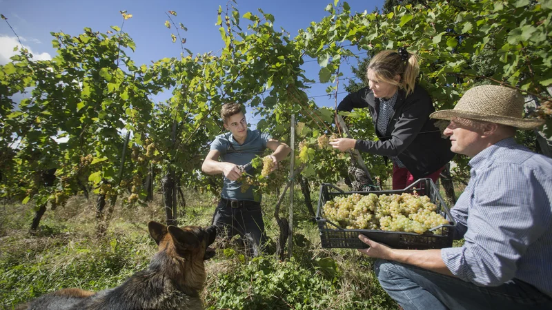 Fotografija: Pomoč države vinarjem ne bo zadostovala. FOTO: Jure Eržen/Delo